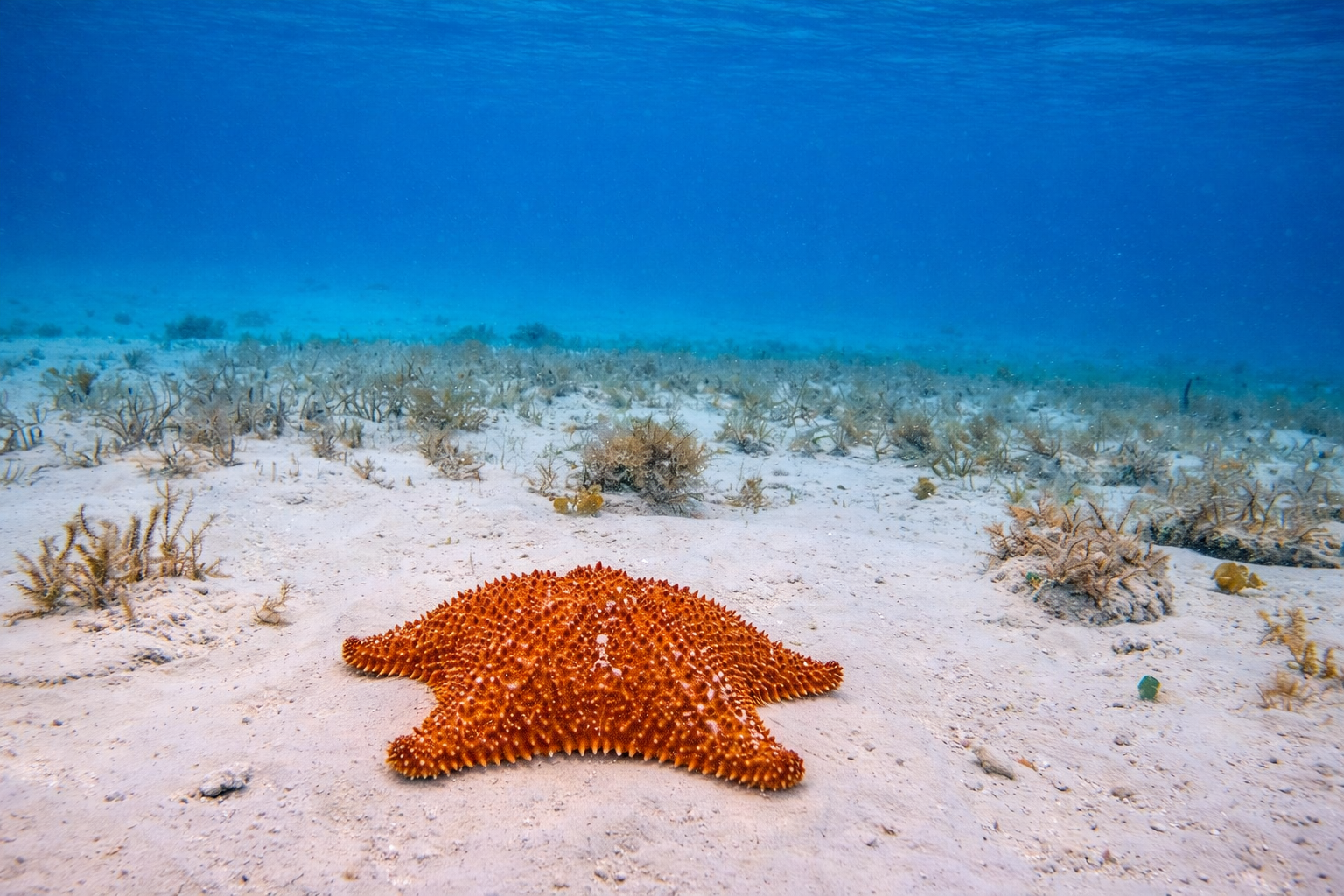 Cozumel El Cielo Snorkeling Adventure