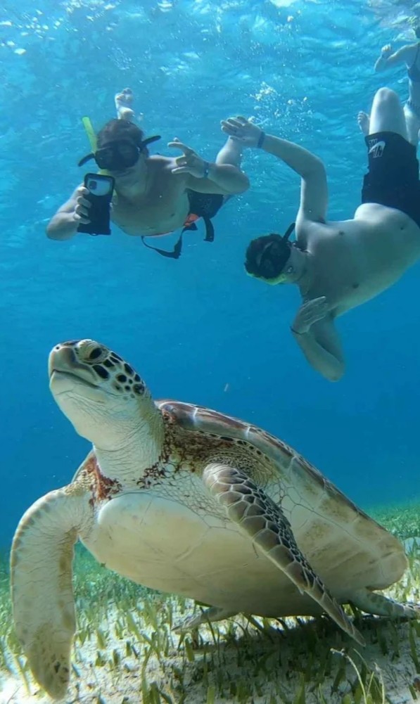 the cozumel turtle sanctuary snorkel tour 1986349 1